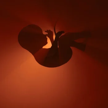 Whispers in the womb: How cells “hear” to shape the human body