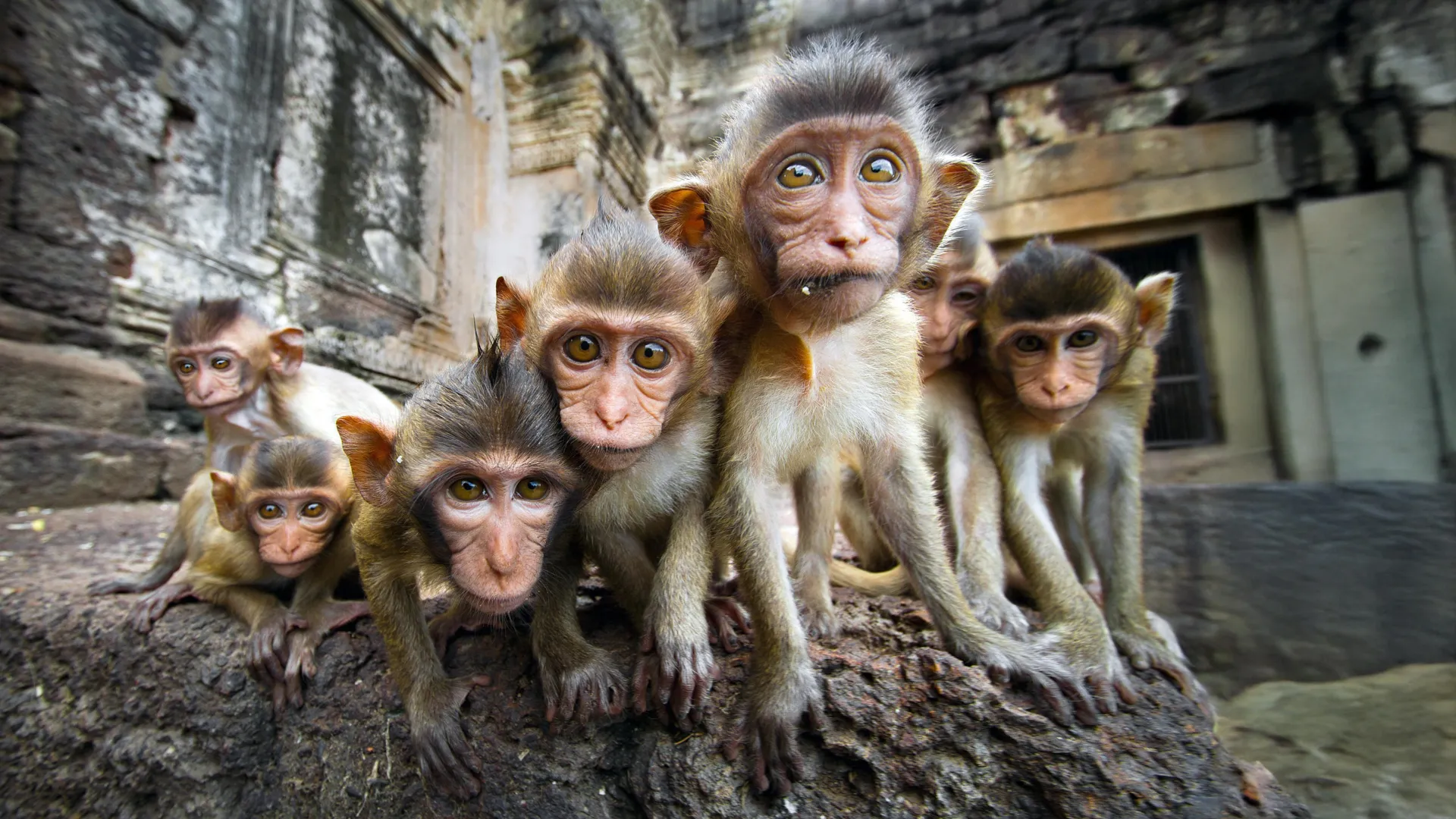Why monkeys—and humans—can’t look away from social conflict