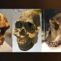 700,000 years ahead of their teeth: The carbs that made us human
