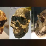 700,000 years ahead of their teeth: The carbs that made us human