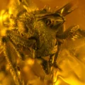 A 16-million-year-old amber fossil just revealed the smallest predator ant ever found