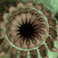 Bizarre ancient creatures unearthed in the Grand Canyon