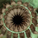 Bizarre ancient creatures unearthed in the Grand Canyon