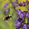 Bumble bees balance their diets with surprising precision