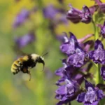Bumble bees balance their diets with surprising precision