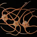DNA from the deep reveals a hidden ocean “superhighway”