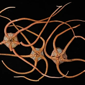 DNA from the deep reveals a hidden ocean “superhighway”