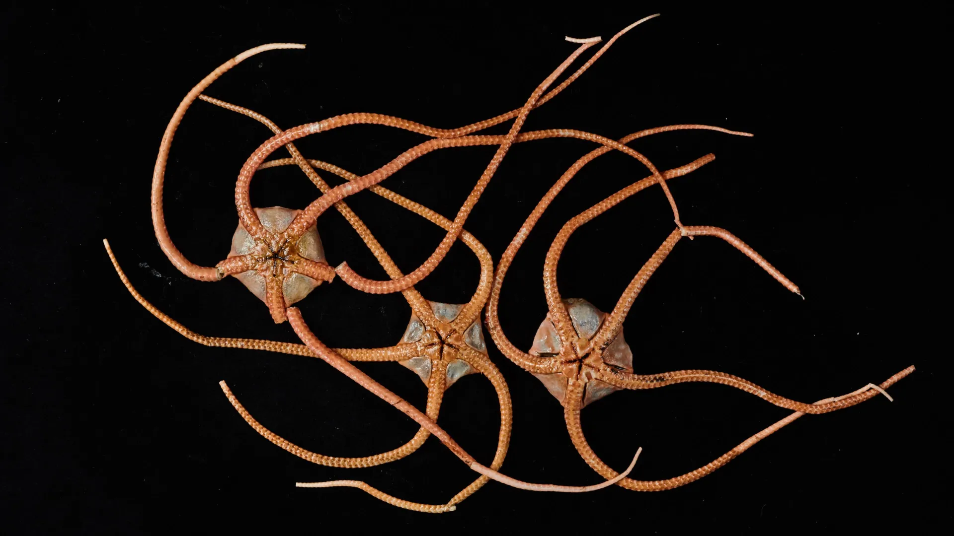 DNA from the deep reveals a hidden ocean “superhighway”