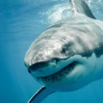 Great white sharks have a DNA mystery science still can’t explain