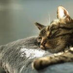 How biotech is improving the life of your cat 