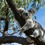 Koalas on the brink: Precision DNA test offers a lifeline to Australia’s icons