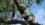 Koalas on the brink: Precision DNA test offers a lifeline to Australia’s icons