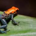 Most of Earth’s species came from explosive bursts of evolution