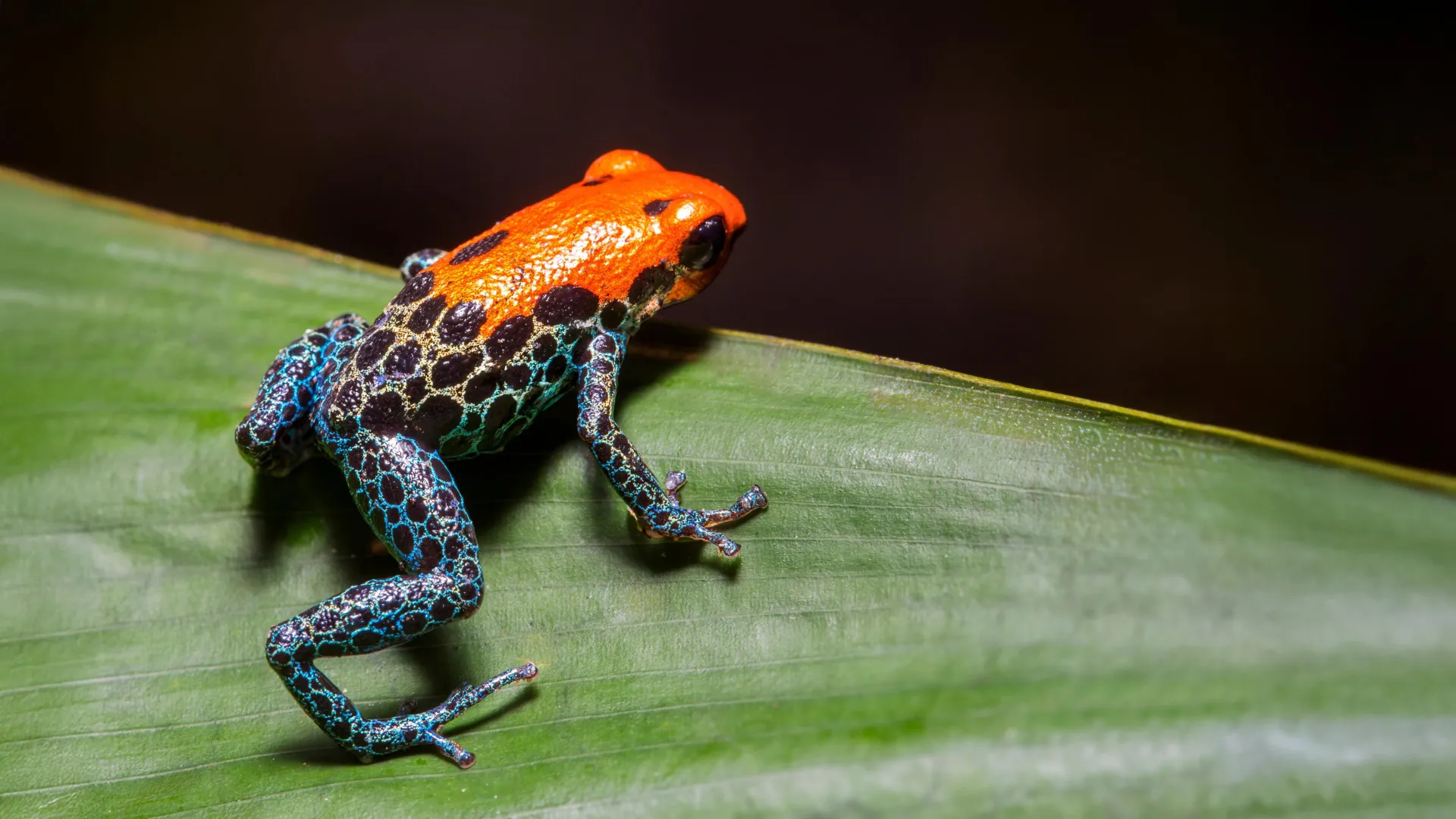 Most of Earth’s species came from explosive bursts of evolution