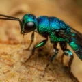 Nature’s anti-aging hack? Jewel wasp larvae slow their biological clock