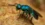 Nature’s anti-aging hack? Jewel wasp larvae slow their biological clock
