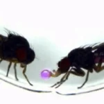 One gene completely changed how these flies fall in love