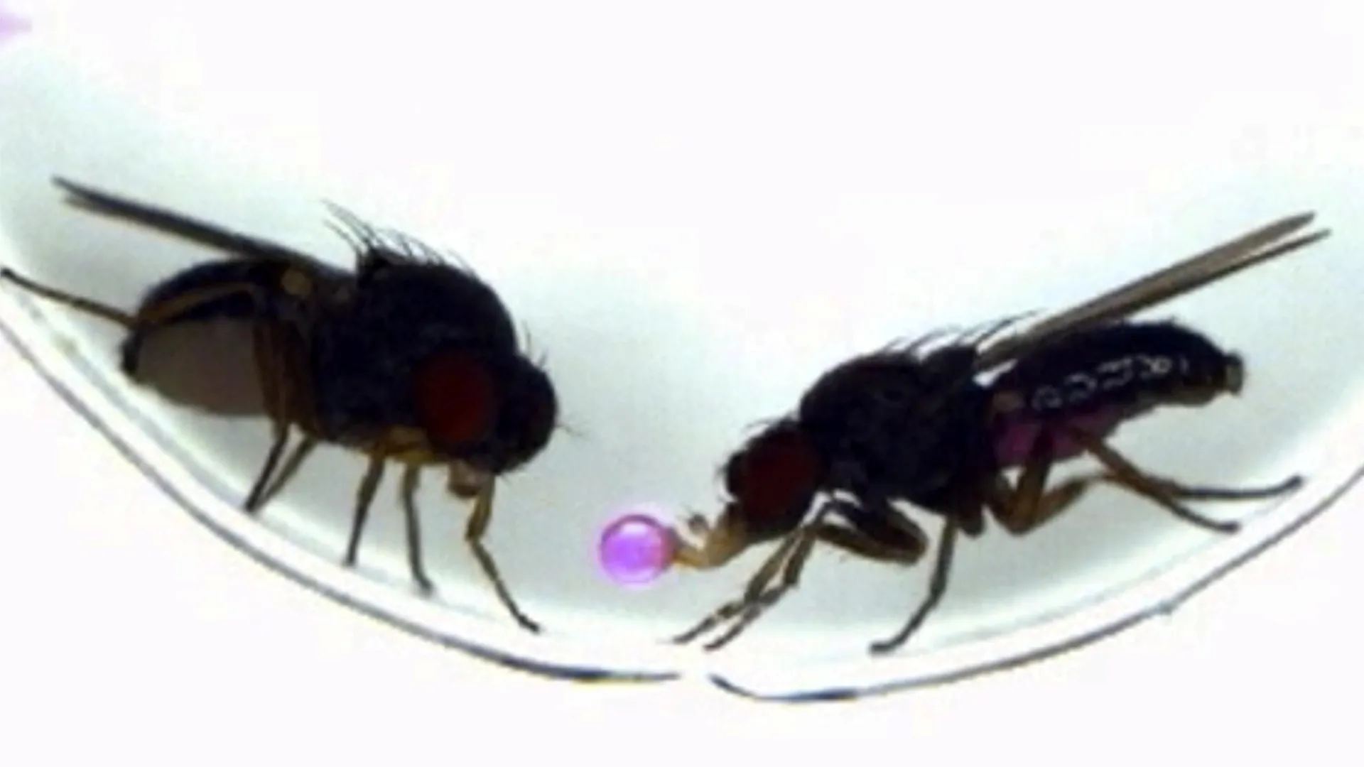 One gene completely changed how these flies fall in love