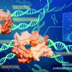 Scientists just cracked the code to editing entire chromosomes flawlessly