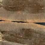 Scientists just uncovered three ancient worlds frozen beneath Illinois for 300 million years