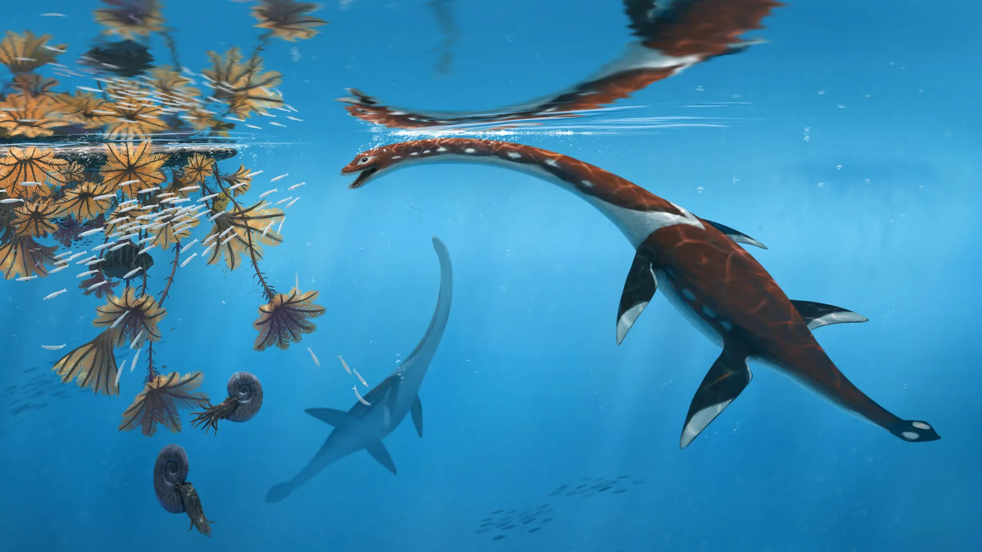 Scientists reexamine 47-year-old fossil and discover a new Jurassic sea monster
