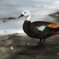 Scientists uncover the lost shelduck that chose walking over flight