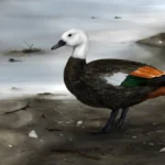 Scientists uncover the lost shelduck that chose walking over flight
