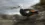 Scientists uncover the lost shelduck that chose walking over flight