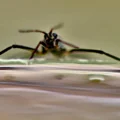 Scientists unlock nature’s secret to superfast mini robots