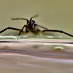 Scientists unlock nature’s secret to superfast mini robots