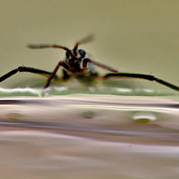 Scientists unlock nature’s secret to superfast mini robots