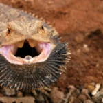 Scientists unlock the gene that lets bearded dragons switch sex