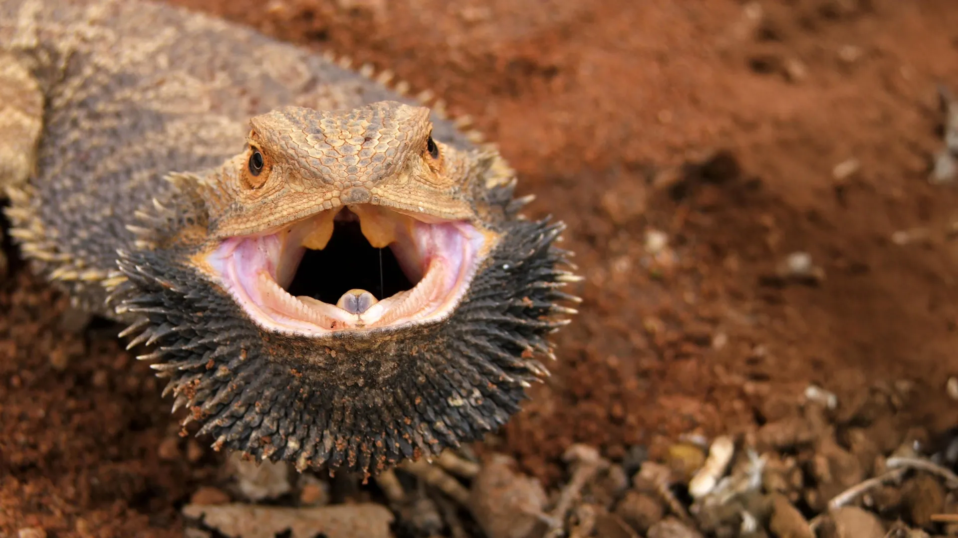 Scientists unlock the gene that lets bearded dragons switch sex