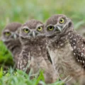Your nature photo might be a scientific breakthrough in disguise