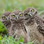Your nature photo might be a scientific breakthrough in disguise