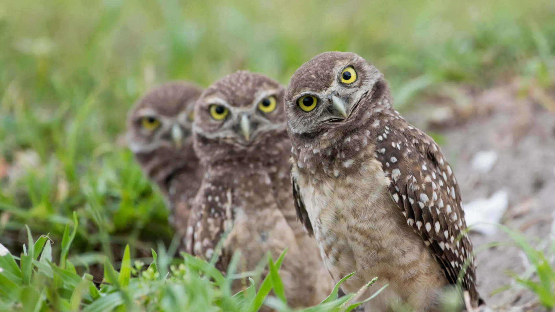 Your nature photo might be a scientific breakthrough in disguise