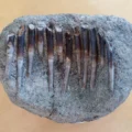 150-million-year-old teeth expose dinosaurs’ secret diets
