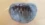 150-million-year-old teeth expose dinosaurs’ secret diets