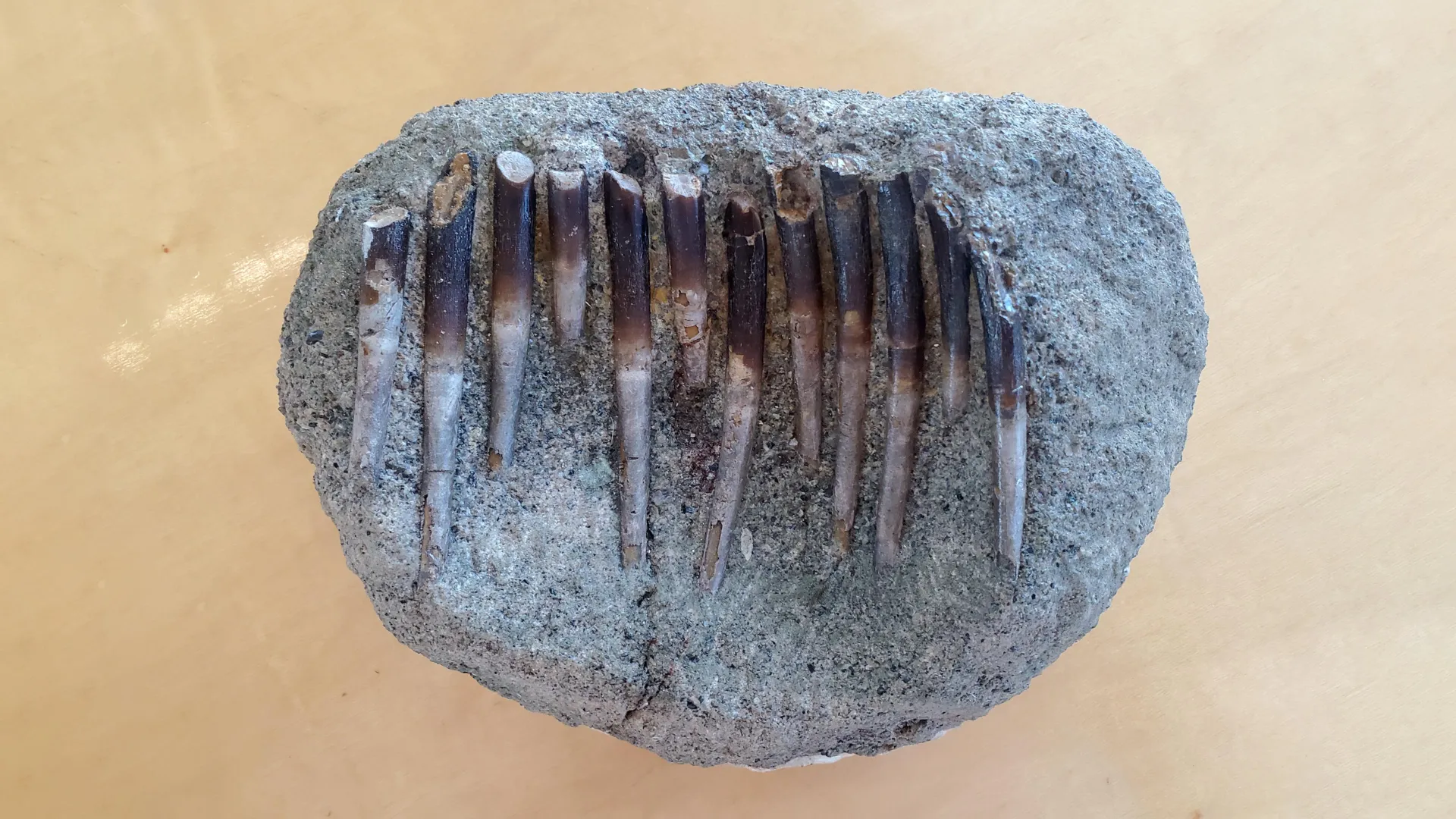 150-million-year-old teeth expose dinosaurs’ secret diets