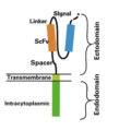 Schematic diagram of CAR structure (Source: doi: 10.1186/s40364-017-0102-y)