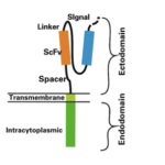 Schematic diagram of CAR structure (Source: doi: 10.1186/s40364-017-0102-y)