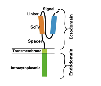Schematic diagram of CAR structure (Source: doi: 10.1186/s40364-017-0102-y)