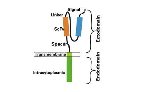 Schematic diagram of CAR structure (Source: doi: 10.1186/s40364-017-0102-y)