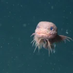 A pink bumpy snailfish was just discovered miles beneath the ocean