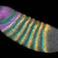 A tiny embryo fold changed the course of evolution