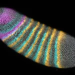 A tiny embryo fold changed the course of evolution