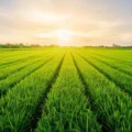 A tiny mineral may hold the secret to feeding billions sustainably