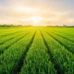A tiny mineral may hold the secret to feeding billions sustainably