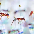 DNA from old ants reveals a hidden insect apocalypse in Fiji