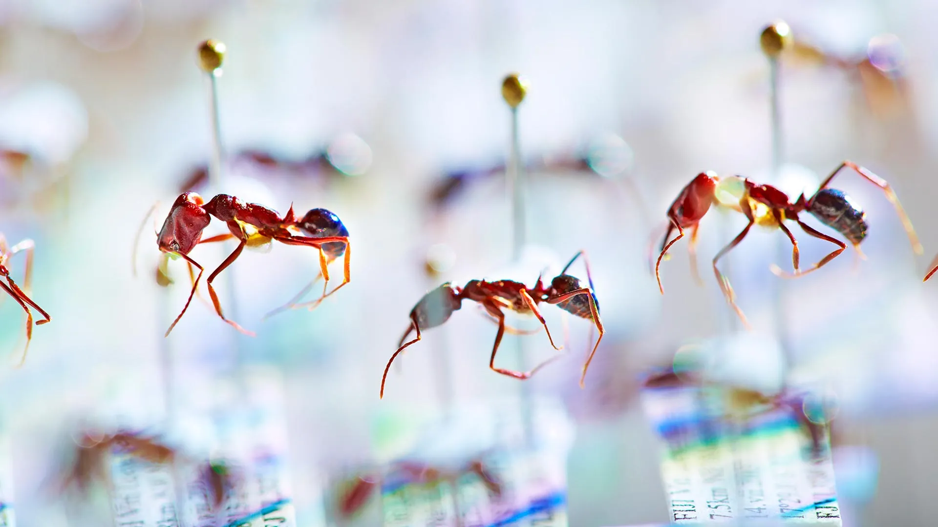 DNA from old ants reveals a hidden insect apocalypse in Fiji